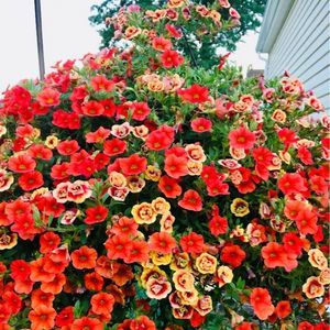 Meet your Posher, Wiesia